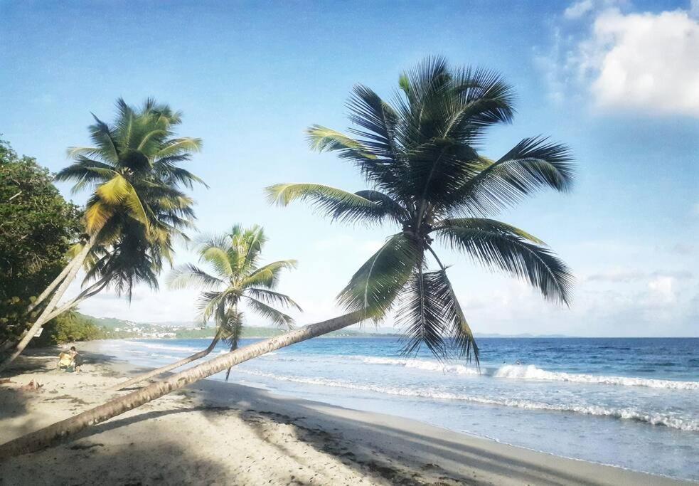 Superbe Studio, A 20 Metres De La Plage, Acces Direct Grande Plage Diamant Le Diamant Buitenkant foto